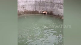 Hero passers-by rescue deer trapped in well in India
