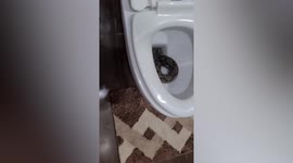 Scary moment python appears in toilet bowl in Thailand