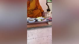 Clingy stray cat annoys Buddhist monk doing rituals