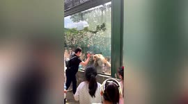 Zoo visitor angers agitated baboon by banging on enclosure glass in eastern China