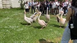 Pelicans in London's St James’s Park released from bird flu lockdown