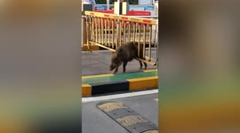 Wild boar gets trapped in barrier gate in China
