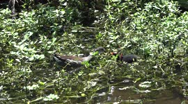 Cute Baby Birds and Their Doting Moms Celebrating Hard-working Mother's on Mother's Day