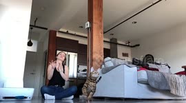 Bengal Cat Shows Off Her Skills, Ella loves playing catch with the family