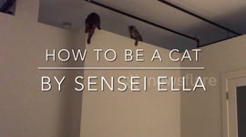 How To Be a Cat Ep. 1 Ella the Bengal cat takes young albus under her paw, and teaches him the basics of cat skills and etiquette