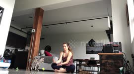 Bengal Cat Agility Competition, Ella and Albus show off their talents
