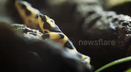 Golden frog is a golden sight