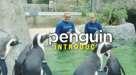 Meet the newest and cutest additions to the penguin posse at the San Diego Zoo