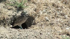 Owl be darned: squirrels are big help to owls