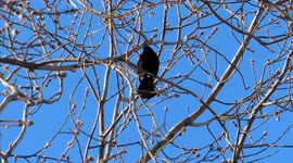 Beautiful sounds of the Red Winged Blackbird singing in Ashland WI