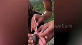 Stubborn hermit crab won't let go of woman's palm