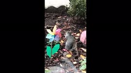 This is another dine out for the Squirrel, dinner is being served