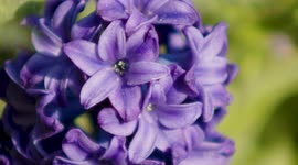 Spring hyacinth in the garden
