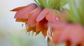 Imperial crown blooming in the garden