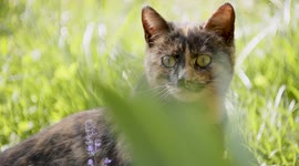 A cat among flowers