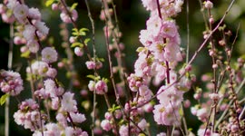 Close-up of pink almond three-lobed tonsil