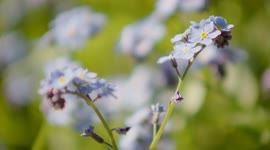 Forget-Me-Not flowers