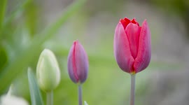 Red-purple tulips in the garden