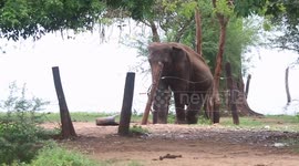 Elephant with amputated leg spotted in Sri Lanka