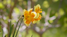 Blooming daffodils in the garden