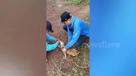 Puppy with head stuck in plastic jar rescued in Thailand