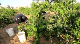Palestinian farmers collect peach from their field during harvest season in Khan Younis in the southern Gaza Strip.