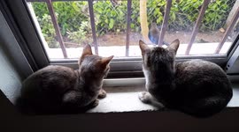 Two kittens looking out the window. Cats chattering at birds. Two kittens watching bird.