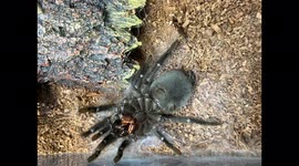 Watch this huge Brazilian black tarantula moult in terrifying timelapse