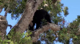 Sloth bear climbs down tree in Sri Lanka