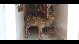Spotted deer that came to human settlements took shelter in  a house to escape from stray dogs in South India