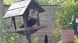Jackdor in my garden having a snack then flying off in slow motion