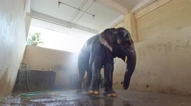 Temple elephant given cool shower as heatwaves continue to grip India
