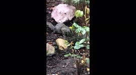 The squirrel with a passion for nuts and likes to get up to some antics