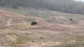 Bison of Yellowstone National Park on a snowy day