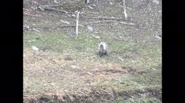 Grizzly Bear grazing in Yellowstone National Park on a snowy day