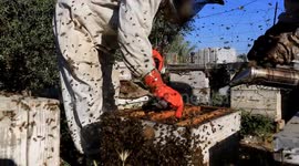 Palestinian workers collect honeybee from beehives during the harvest at an apiary in Khan Younis in the southern Gaza Strip,