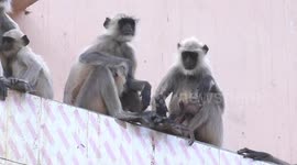 Monkey mother feeding milk to her baby on International Mother's Day in India