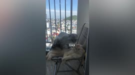 Grumpy cat gets massage from his little brother