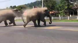Wild elephants run across road into orchard to eat fruit