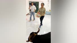 Pet dog ruins owner's birthday surprise by pawing at her cake
