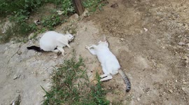 The Reaction Cat When Desire to Make Love