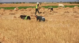 Palestinian farmers harvest wheat at a field near the border with Israel, in Khan Younis in the southern Gaza Strip