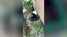Bulging python regurgitates family's pet cat as rescuers capture it