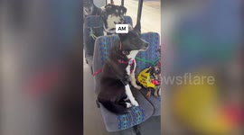 Alaskan dog walker takes the internet by storm with her unique DOG MINIBUS