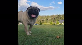 Pug face, hot and bothered, close up, look at those little teefs