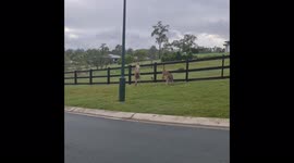 Kangaroos fighting, street side, punching & kicking, who's the man?!