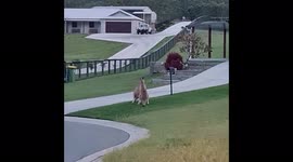 Adolescent Kangaroos fighting, street side, punching & kicking, who's the man?!