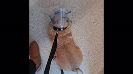 Pug at he vet clinic, having to wearing the cone of shame! Poor little lady