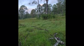 Spot the pug in the long grass of the Australian bush, crows in the background