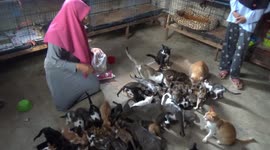 Indonesian woman rents house just to take care of 500 stray cats